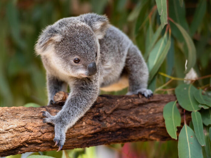Aussie AI: Researchers use AI-enabled drones to protect the iconic koala